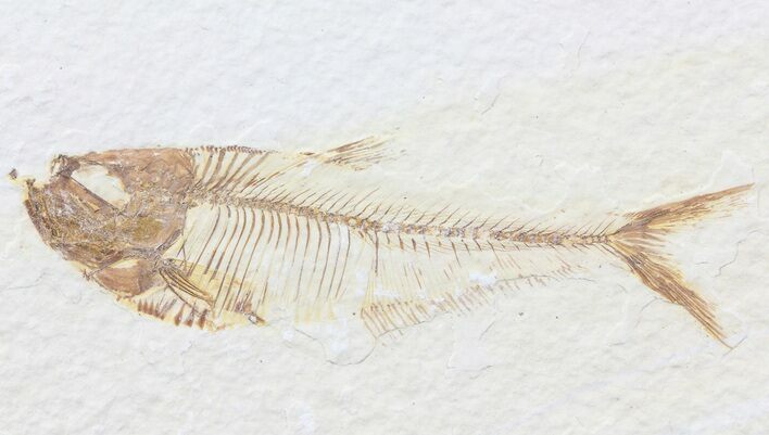Diplomystus Fossil Fish - Wyoming #74580